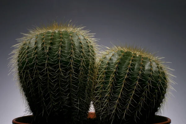 still life of cactus fat plant on dark background