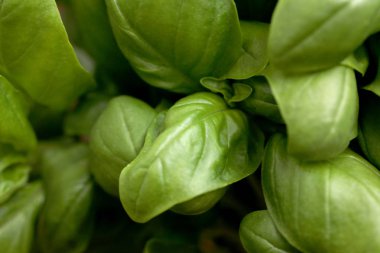 Olgun fesleğen yaprakları üzerinde kapat