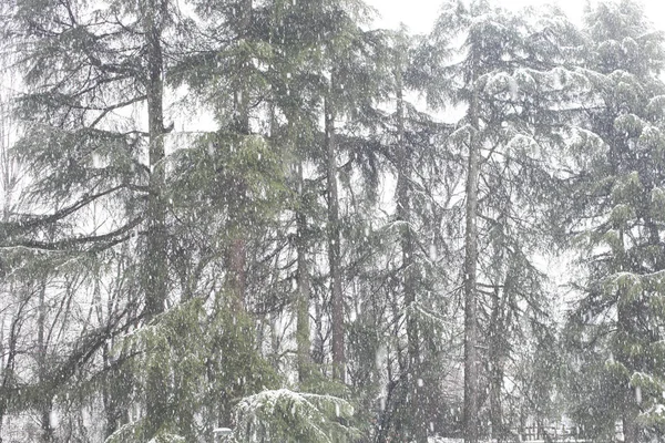 冬季大雪中的针叶树 — 图库照片