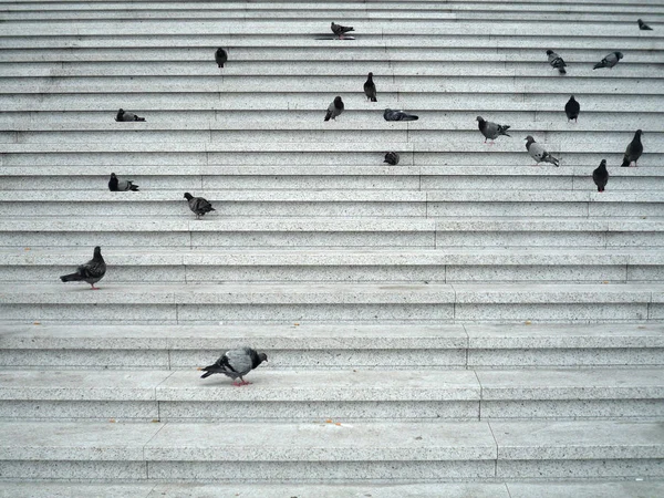 Group Pigeons Rest Stone Stair Copy Space Your Text — Stock Photo, Image