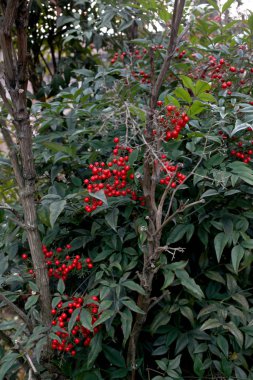 Bitkinin üzerinde kırmızı ökseotu 