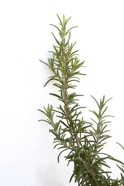 Rozemarijn Aromatische Plant Geïsoleerd Witte Achtergrond Met Kopieerruimte Voor Tekst — Stockfoto