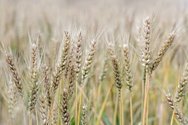 altın buğday paddy alanındaki 