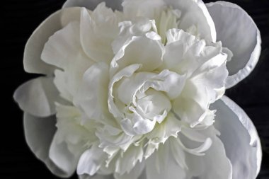 Beyaz Şakayık çiçeği ile koyu arka plan 