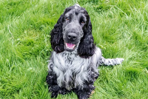 mutlu İngilizce Cooker Spaniel köpek çimlerin üzerine