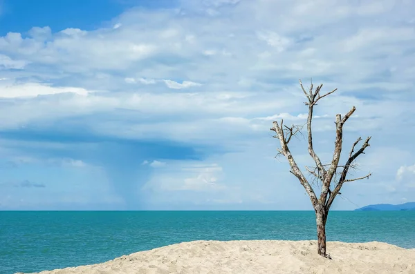 Skallig Trädstam Stranden Med Mulen Himmel — Stockfoto