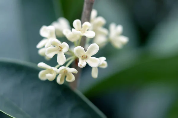 桂花花在树枝上的特写 — 图库照片