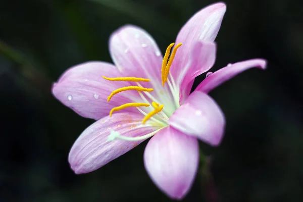 Krople Wody Kwiat Bliska — Zdjęcie stockowe