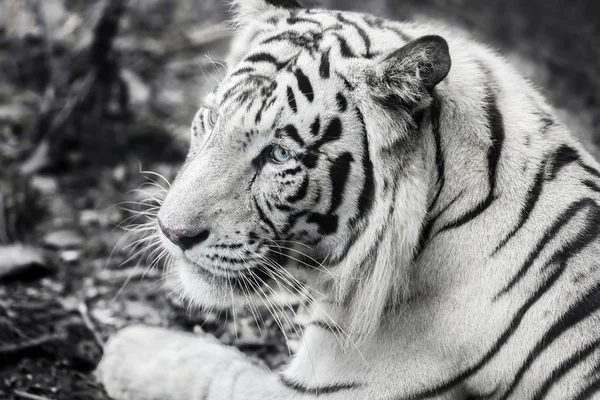 Fechar Tigre Branco — Fotografia de Stock