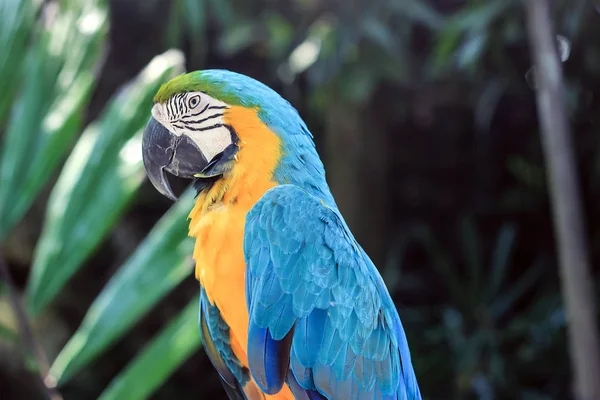 a blue parrot with green plants