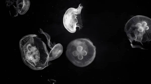 Jellyfishes Wodzie Ciemności — Zdjęcie stockowe