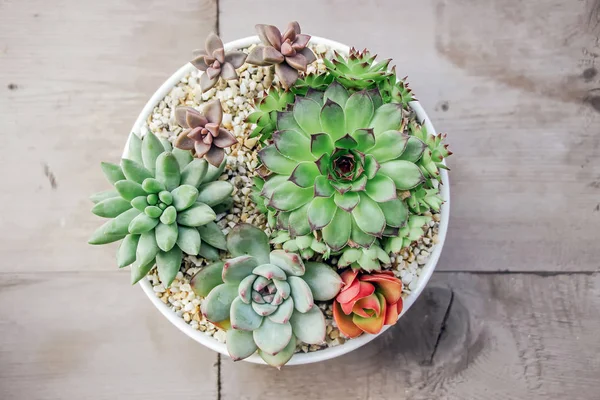 Coloridas Plantas Suculentas Maceta Blanca —  Fotos de Stock