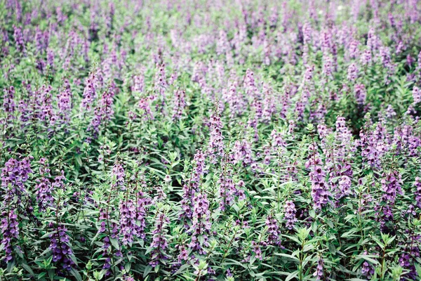 花园里的紫丹参花灌木 — 图库照片