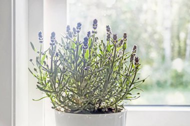 güneş ışığı ile tencerede lavanta çiçeği