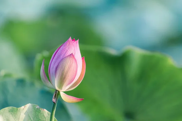 Rosa Lotusblütenknospe Mit Grünem Blatt — Stockfoto