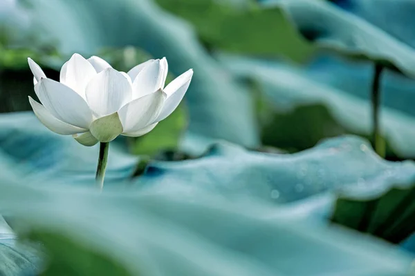 Vit Lotusblomma Med Gröna Blad — Stockfoto