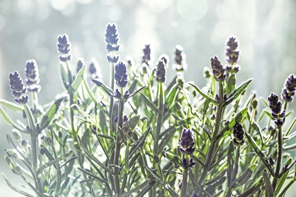 Zon Lavendel Bloem — Stockfoto