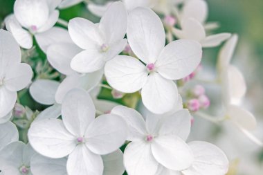 su damla çiçek üzerinde kapat