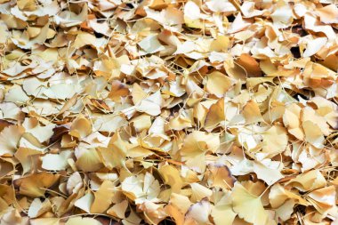 Altın gingko yere sonbahar yaprakları