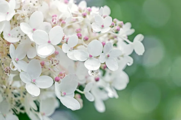 Nahaufnahme Von Wassertropfen Auf Blume — Stockfoto