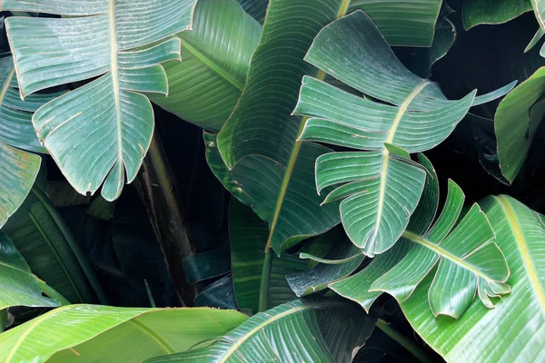 Daun Pisang Hijau Besar Kebun — Stok Foto