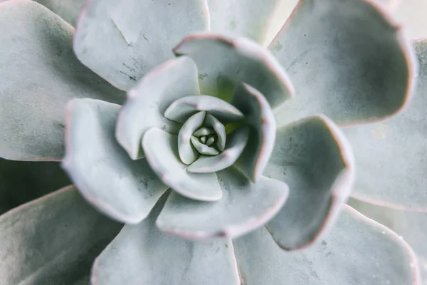 Primo Piano Della Pianta Succulenta — Foto Stock