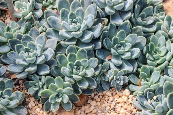 Plantas Suculentas Verdes Jardín — Foto de Stock