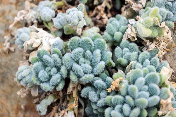 Plantas Suculentas Verdes Jardín — Foto de Stock