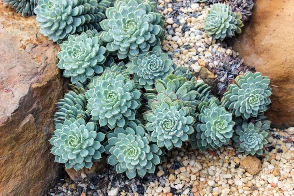 Plantas Suculentas Verdes Jardín —  Fotos de Stock