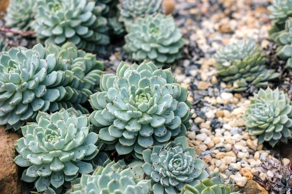 Green Succulent Plants Garden — Stock Photo, Image