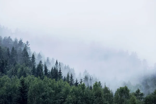 sis Dağı'nda çam ağaçları