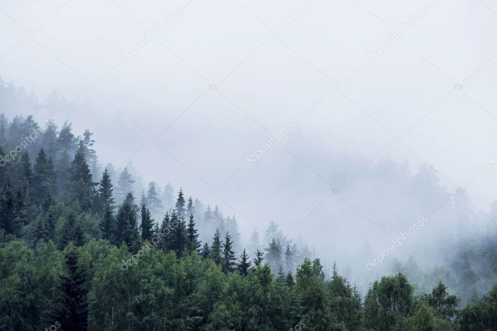 pine trees on mountain in fog