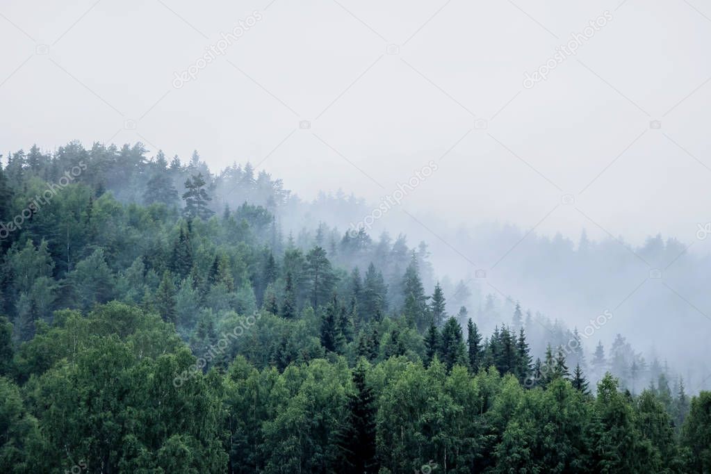 pine trees on mountain in fog