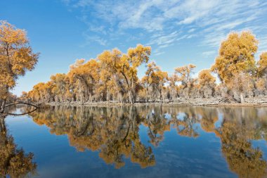 Populus euphratica orman yansıma göl