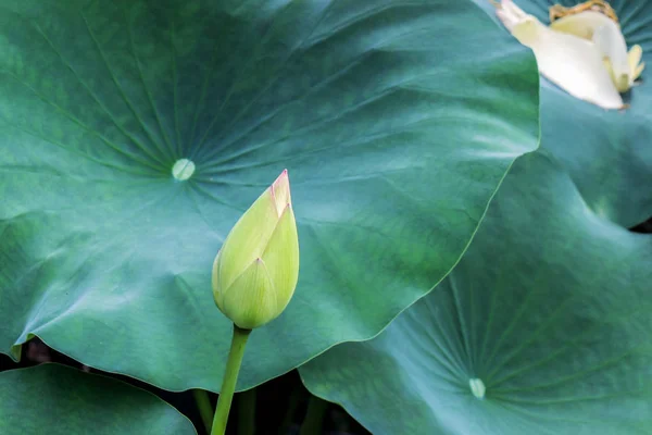 Kvetoucí Lotosový Květ Zelenými Listy — Stock fotografie