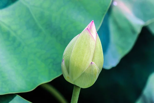 Detailní Záběr Kvetoucí Lotus Flower Bud — Stock fotografie