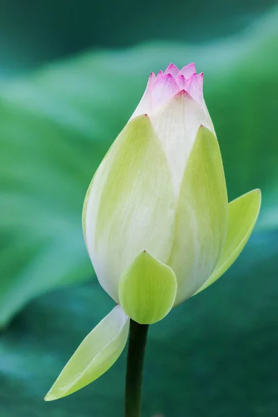 Detailní Záběr Kvetoucí Lotus Flower Bud — Stock fotografie