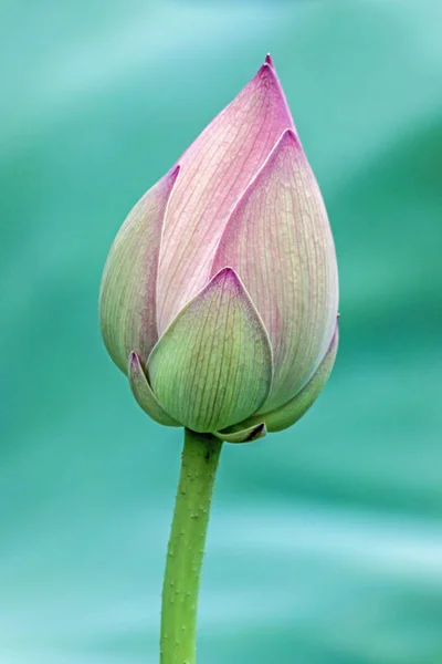 Detailní Záběr Kvetoucí Lotus Flower Bud — Stock fotografie