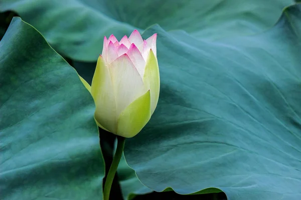 Bloeiende Lotusbloem Met Groene Bladeren — Stockfoto