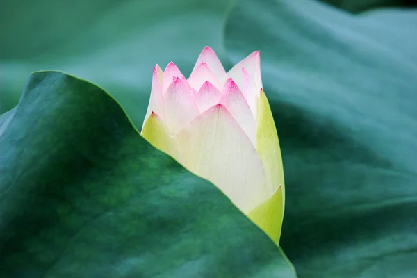 Detailní Záběr Kvetoucí Lotus Flower Bud — Stock fotografie