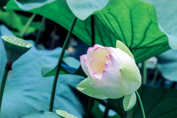 Bloeiende Lotusbloem Met Groene Bladeren — Stockfoto