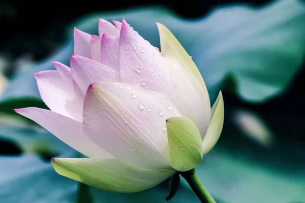 Närbild Blommande Lotus Flower Bud — Stockfoto