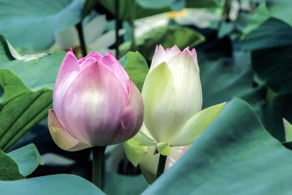 Detailní Záběr Kvetoucí Lotus Flower Bud — Stock fotografie