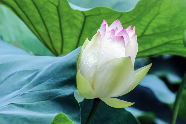 Nahaufnahme Der Blühenden Lotusblütenknospe — Stockfoto