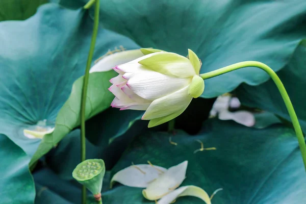 Blommande Lotusblomma Med Gröna Blad — Stockfoto