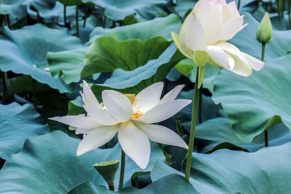 Bílý Lotosový Květ Zelenými Listy — Stock fotografie