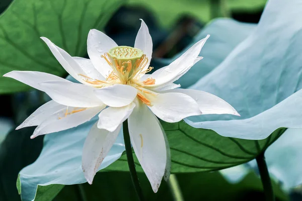 Witte Lotusbloem Met Groene Bladeren — Stockfoto