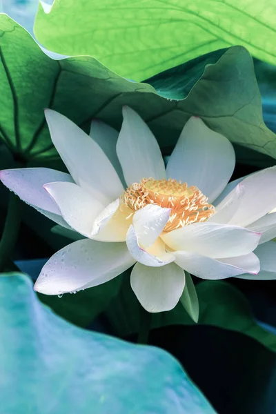 Weiße Lotusblume Mit Grünen Blättern — Stockfoto