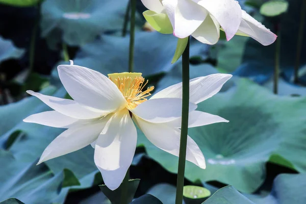 Flor Lótus Branco Com Folhas Verdes — Fotografia de Stock