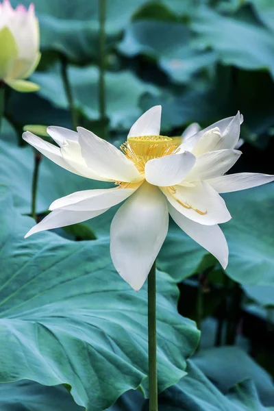 Weiße Lotusblume Mit Grünen Blättern — Stockfoto